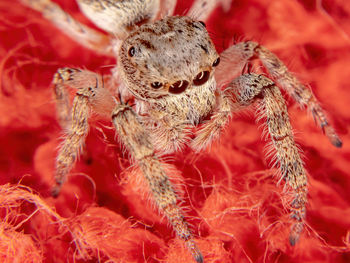 Close-up of spider