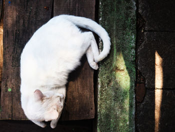 Close-up of dog on wood