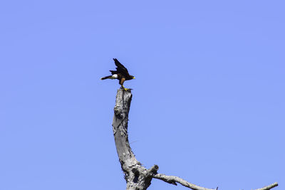 Low angle view of bird perching on a tree