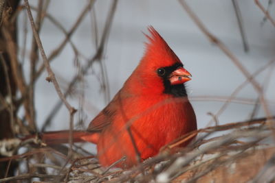 Close-up of bird perching on branch