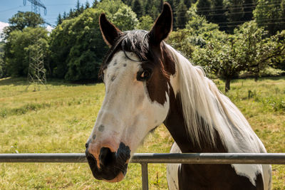 Horse in pen