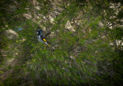 Bird perching on tree