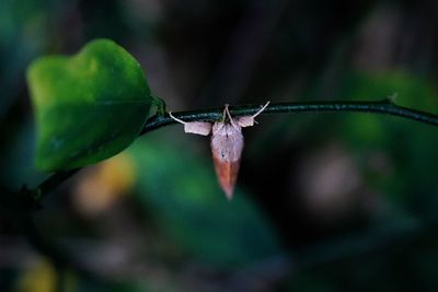 Close-up of moth hanging on hranches 