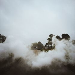 Trees in foggy weather