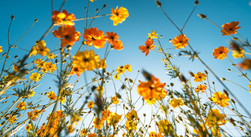 Low angle view of yellow flowering plants against sky