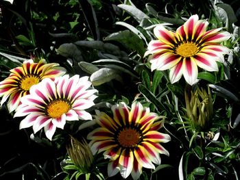 High angle view of flowers blooming outdoors