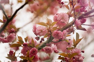 Close-up of pink cherry blossoms in spring