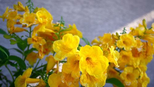 Close-up of yellow flowering plant