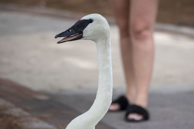 Close-up of duck in lake