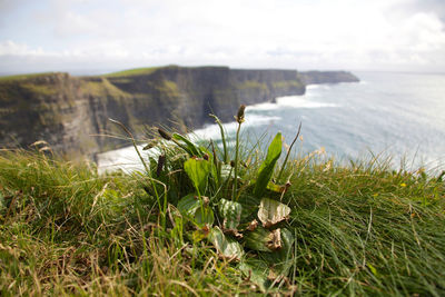 Close-up of grass by sea against sky