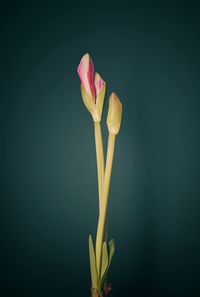 Close-up of pink flower