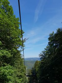 Trees and plants against blue sky