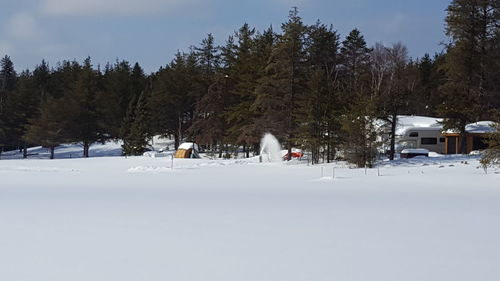 Trees on snow covered landscape