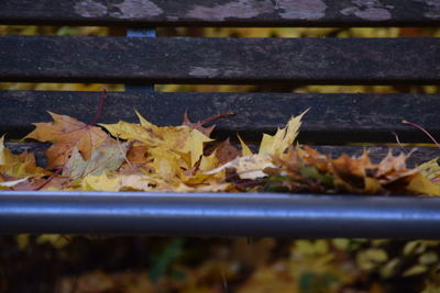Close-up of maple leaves on bench