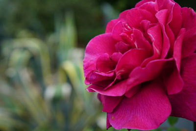 Close-up of pink rose blooming outdoors