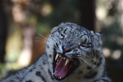 Snow leopard