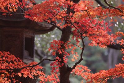 Close-up of maple tree during autumn