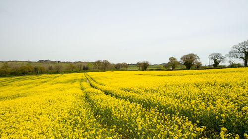 Scenic view of field against clear sky