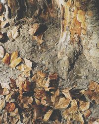 Full frame shot of dry autumn leaves