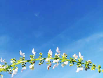 Low angle view of cherry blossoms against blue sky