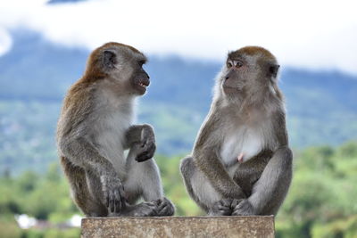 Monkeys sitting outdoors