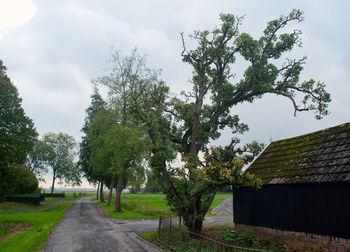 Road amidst trees and plants against sky