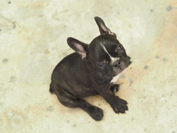 High angle view of black dog sitting outdoors