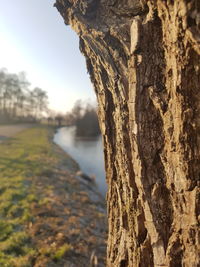 Close-up of tree by lake against sky