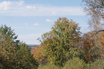 Nature scenery with trees and sky