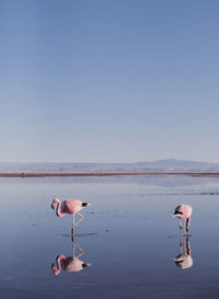 View of birds in lake against clear sky