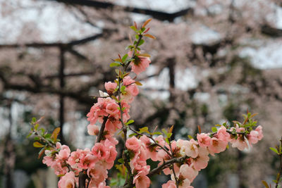 Close-up of pink cherry blossoms in spring