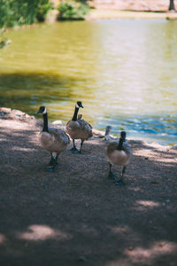 Canada geese on lake
