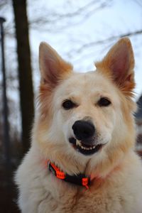 Close-up of a dog