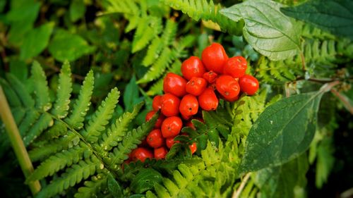 Close-up of red berries growing on plant