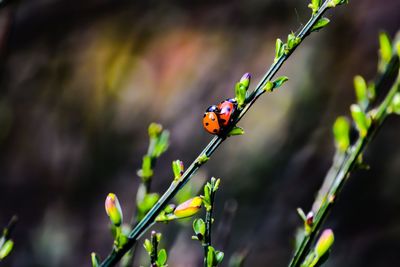 Close-up of ladybugs on plant