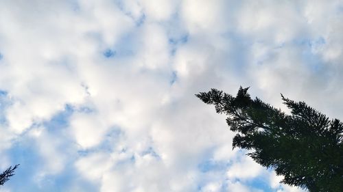 Low angle view of tree against sky