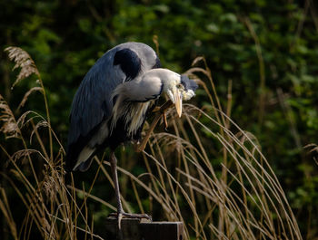 Close-up of plant against blurred background