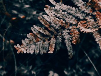 Close-up of frozen leaves on tree during winter