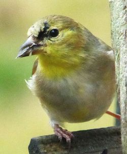 Close-up of bird