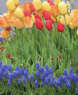 Close-up of purple tulips