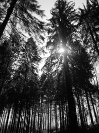 Low angle view of sunlight streaming through trees