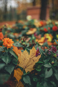 Close-up of orange maple leaves on field