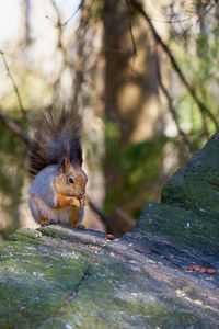Close-up of squirrel on tree