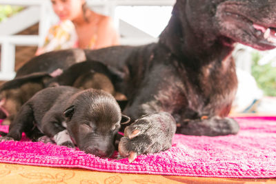 Close-up of puppy sleeping