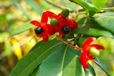 Close-up of plant against blurred background