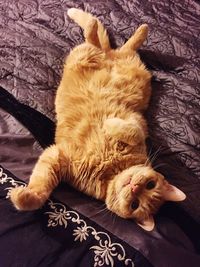 High angle portrait of cat stretching on bed at home