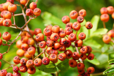 Close-up of cherries growing on plant