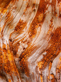 Full frame shot of tree trunk