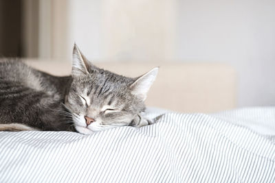 A domestic striped gray cat sleep on the bed. the cat in the home interior. 