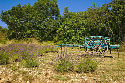 Ox cart on field against trees